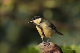 <p>SÝKORA KOŇADRA (Parus major) ------- /Great tit - Kohlmeise/</p>